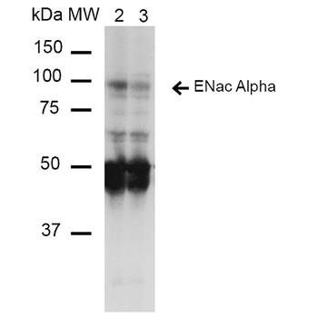 ENaC alpha Antibody (Biotin)