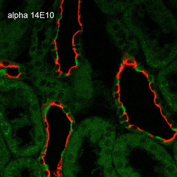 ENaC alpha Antibody (HRP)