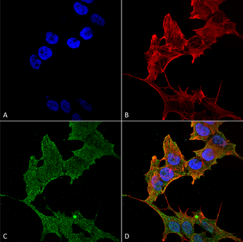 ULK1 Antibody