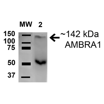 AMBRA1 Antibody (HRP)