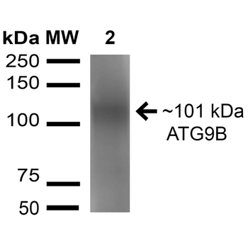 ATG9B Antibody (APC)