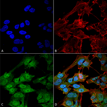 ATG9B Antibody (HRP)
