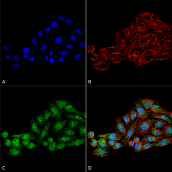 WDR45 Antibody (APC)