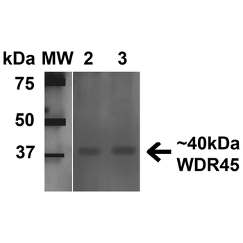 WDR45 Antibody (APC)