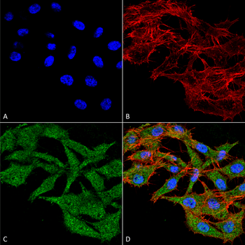 WDFY3 Antibody (Biotin)