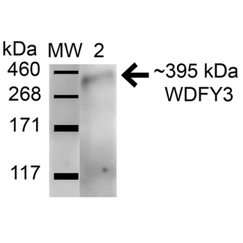 WDFY3 Antibody (PerCP)
