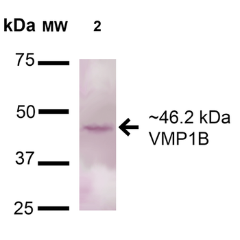 VMP1 Antibody (APC)