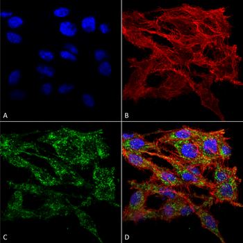 VMP1 Antibody (HRP)