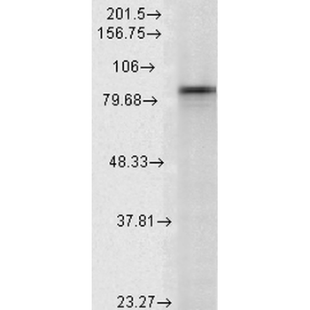 HSP90 alpha Antibody (Biotin)