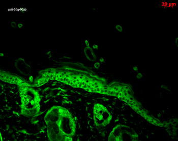 HSP90 alpha/beta Antibody (FITC)