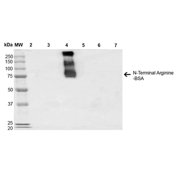 N-terminal Arginylation Antibody (APC)