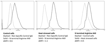 N-terminal Arginylation Antibody (APC)
