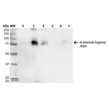 N-terminal Arginylation Antibody (APC)