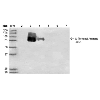 N-terminal Arginylation Antibody (APC)