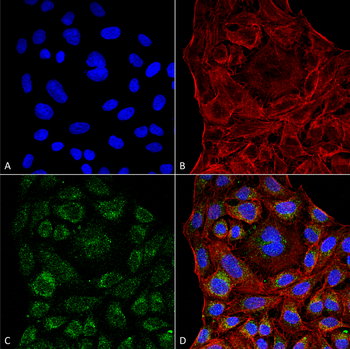 ERp57 Antibody (PerCP)