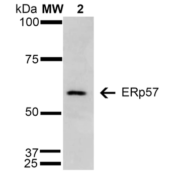 ERp57 Antibody (PerCP)
