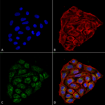 CD74 Antibody (APC)