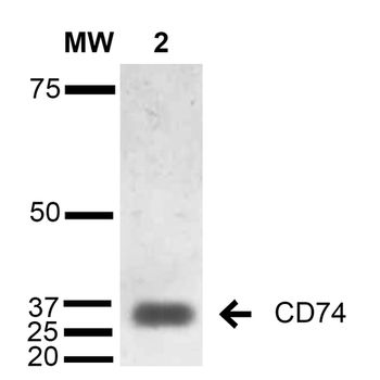 CD74 Antibody (APC)