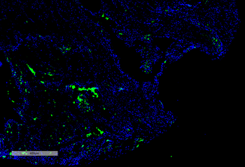 Citrulline Antibody (APC)