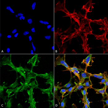 Citrulline Antibody (APC)
