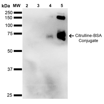 Citrulline Antibody (APC)