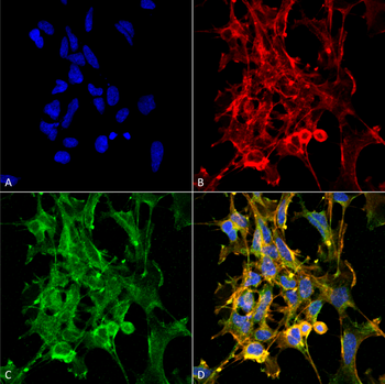 Citrulline Antibody (APC)