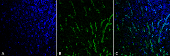Citrulline Antibody (APC)