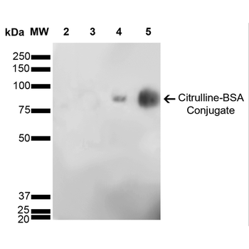 Citrulline Antibody (APC)