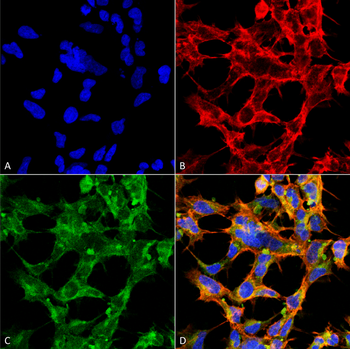O-GlcNAc Antibody (APC)