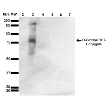 O-GlcNAc Antibody (APC)