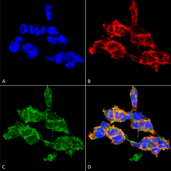 O-GalNAC Antibody (APC)
