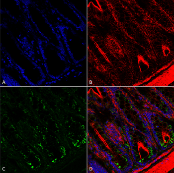 O-GalNAC Antibody (APC)
