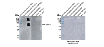 O-GalNAC Antibody (APC)