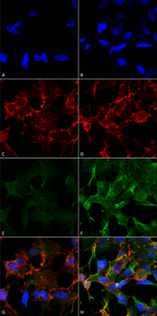 Acrolein Antibody (APC)