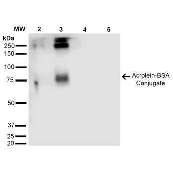 Acrolein Antibody (APC)