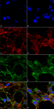 Acrolein Antibody (APC)