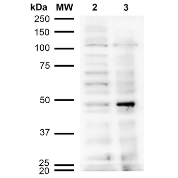 Acrolein Antibody (APC)