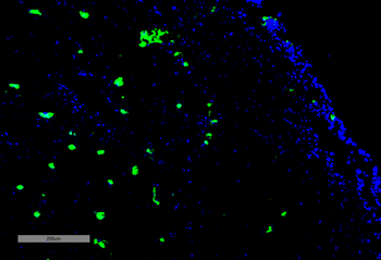 Acrolein Antibody (PerCP)