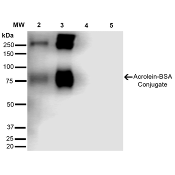 Acrolein Antibody (PerCP)