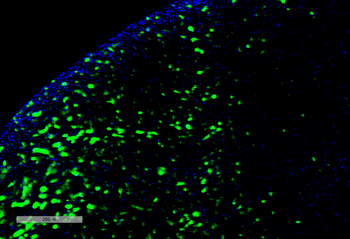 Hexanoyl-Lysine adduct Antibody (APC)