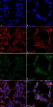 Hexanoyl-Lysine adduct Antibody (APC)