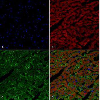 Hexanoyl-Lysine adduct Antibody (APC)