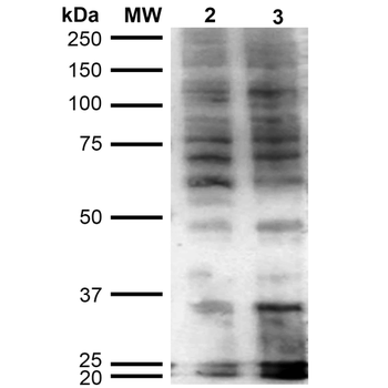 Hexanoyl-Lysine adduct Antibody (APC)