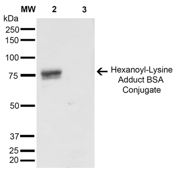 Hexanoyl-Lysine adduct Antibody (APC)