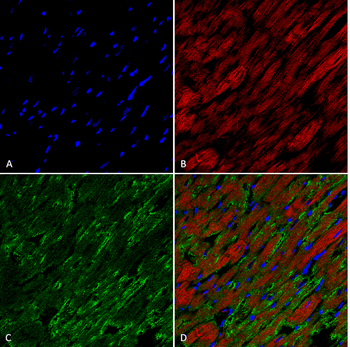 Hexanoyl-Lysine adduct Antibody (APC)