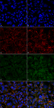 Hexanoyl-Lysine adduct Antibody (APC)