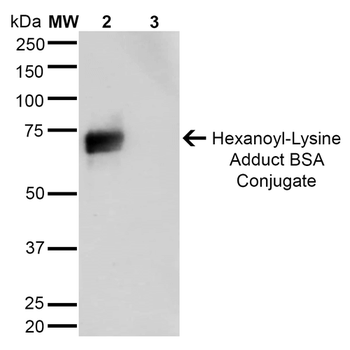 Hexanoyl-Lysine adduct Antibody (APC)