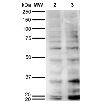 Hexanoyl-Lysine adduct Antibody (APC)