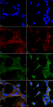 4-Hydroxy-2-hexenal Antibody (APC)