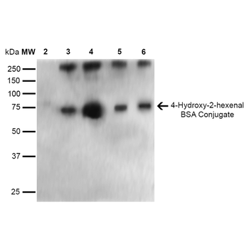4-Hydroxy-2-hexenal Antibody (HRP)